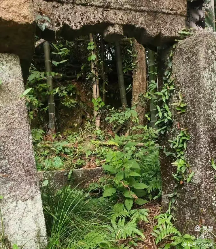 稀奇!棠阴有棵数百年的倒栽树